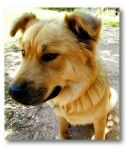 wonderdog